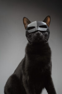 All black cat wearing a batman mask on a grey backdrop.