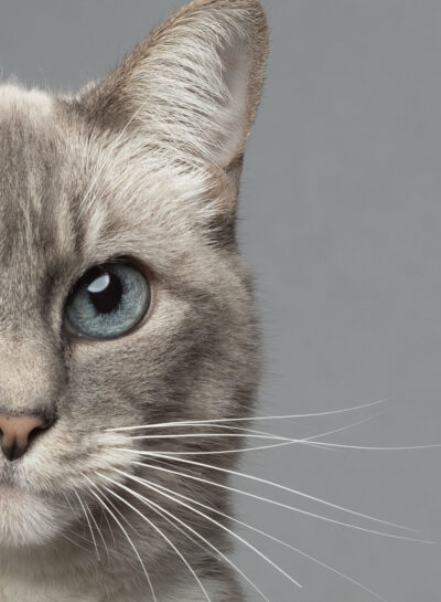 Half of a lilac siamese cat face on a gray backdrop.