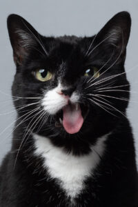 Female tuxedo cat with her tongue sticking out.