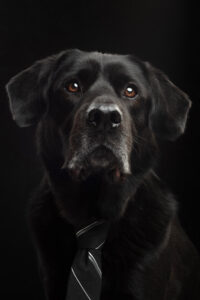 Male black labrador dog headshot wearing a tie.