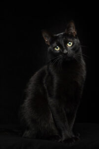 A full body shot of a black cat with yellow eyes on a black backdrop.
