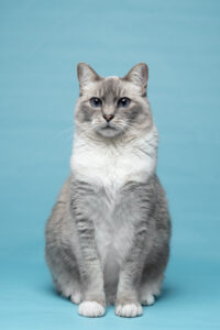 Female lilac Siamese cat sitting on a sky-blue backdrop.